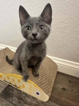 Gemma (CC) -  Russian Blue Cat for Adoption in Vallejo, California - Gemma (CC) | PetCurious