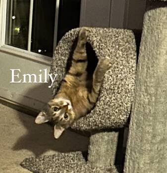 Rescue Domestic Short Hair Cats for Adoption in Enfield, Connecticut - Emily | PetCurious