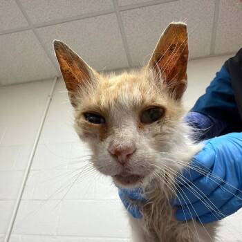 Letterman -  Domestic Medium Hair Cat for Adoption in Lyndhurst, Virginia - Letterman | PetCurious