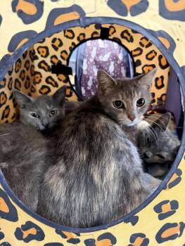 MINNIE -  Domestic Short Hair Cat for Adoption in Pegram, Tennessee - MINNIE | PetCurious