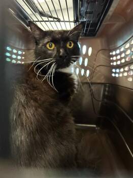 Domestic Medium Hair Cats Available for Adoption in Palmetto, Florida - GOLDFISH | PetCurious