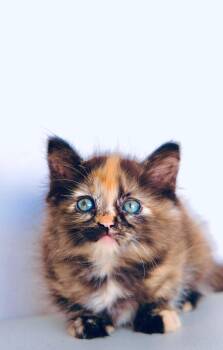 Ganache -  Domestic Long Hair and Tortoiseshell Cat for Adoption in San Diego, California - Ganache | PetCurious