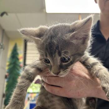 Bravo -  American Shorthair Cat for Adoption in Lufkin, Texas - Bravo | PetCurious
