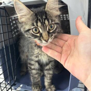 Bridgette -  Domestic Medium Hair Cat for Adoption in Indianapolis, Indiana - Bridgette | PetCurious