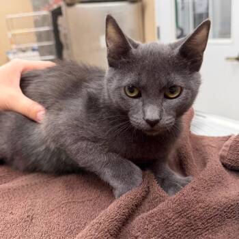 Crunchwrap Supreme -  Domestic Short Hair Cat for Adoption in Naperville, Illinois - Crunchwrap Supreme | PetCurious