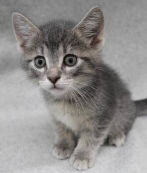 Beetle -  Domestic Short Hair Cat for Adoption in Thief River Falls, Minnesota - Beetle | PetCurious