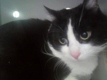 Domestic Short Hair Cats Available for Adoption in Martinez, California - MINNIE | PetCurious