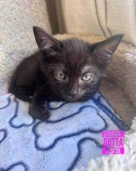 Rescue Domestic Short Hair Cats for Adoption in Vancouver, British Columbia - Friggy | PetCurious