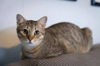 Domestic Short Hair Cats Available for Adoption in Salisbury, Maryland - Wilson | PetCurious