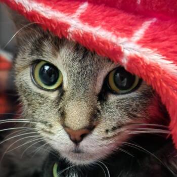 Wendy -  Domestic Short Hair Cat for Adoption in Walker, Michigan - Wendy | PetCurious