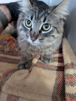 Domestic Medium Hair Cats Available for Adoption - Lucius | PetCurious