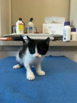 Chippy Dippy Dopey Dupp -  Domestic Short Hair Cat for Adoption in Marion, Ohio - Chippy Dippy Dopey Dupp | PetCurious