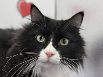 Domestic Long Hair Cats Available for Adoption - Tuck | PetCurious