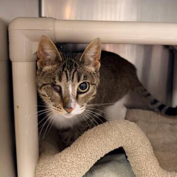 Taffy -  Domestic Short Hair Cat for Adoption in Cheyenne, Wyoming - Taffy | PetCurious