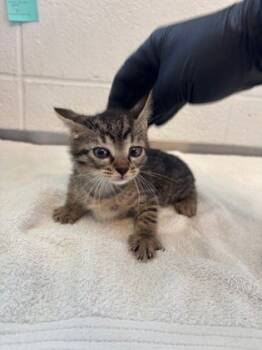 Rescue Domestic Short Hair Cats for Adoption in Port Allen, Louisiana - 59703013 | PetCurious