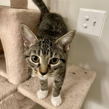 Highness -  Domestic Short Hair Cat for Adoption in Richmond, Virginia - Highness | PetCurious