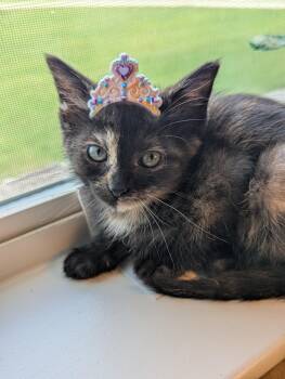 Donut -  Domestic Short Hair Cat for Adoption in Fort Worth, Texas - Donut | PetCurious
