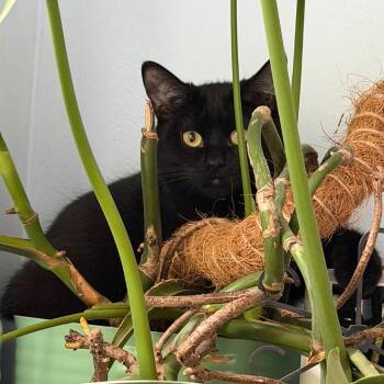 Alya -  Domestic Short Hair Cat for Adoption in Puslinch, Ontario - Alya | PetCurious
