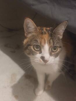 Kittie -  Domestic Short Hair Cat for Adoption in Tucson, Arizona - Kittie | PetCurious
