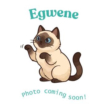 Egwene -  American Shorthair and Siamese Cat Available for Adoption in Houston, Texas - Egwene | PetCurious