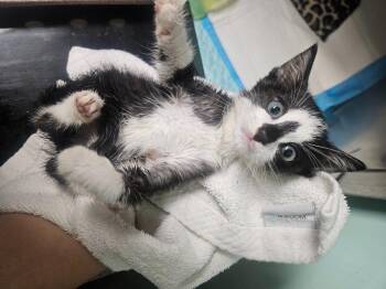 Carolina Reaper -  Domestic Short Hair Cat for Adoption in Morgantown, Kentucky - Carolina Reaper | PetCurious