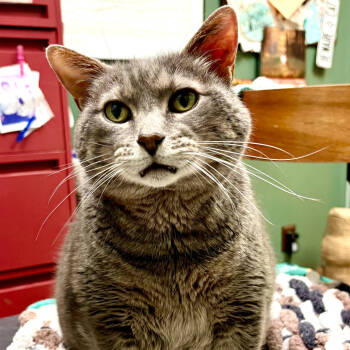 Rescue Domestic Short Hair Cats for Adoption in Fairport, New York - Charlie | PetCurious