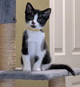 Puffin -  Tuxedo Cat for Adoption in Hamilton, Ontario - Puffin | PetCurious