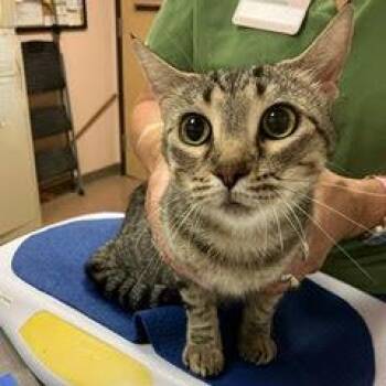 Rescue Tabby Cats for Adoption in Green Valley, Arizona - Crepe | PetCurious