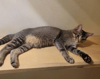 Domestic Short Hair Cats Available for Adoption - Harvey | PetCurious