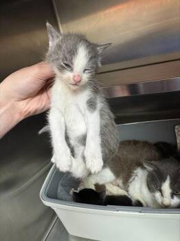 FERRUM -  Domestic Short Hair Cat for Adoption in Louisville, Kentucky - FERRUM | PetCurious