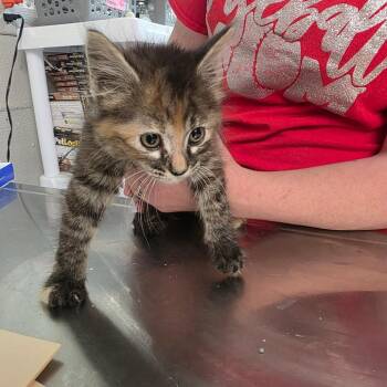 Baby Yoda -  Domestic Medium Hair Cat Available for Adoption in Clanton, Alabama - Baby Yoda | PetCurious