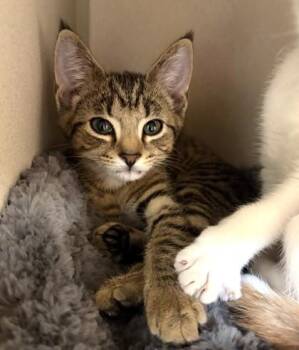 Romeo -  Domestic Short Hair Cat for Adoption in New Hope, Pennsylvania - Romeo | PetCurious