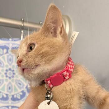 Domestic Short Hair Cats Available for Adoption in Merrifield, Virginia - Willow Ramishvili (Jasmine Kitten) | PetCurious