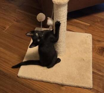 Cole -  Domestic Short Hair Cat for Adoption in Honolulu, Hawaii - Cole | PetCurious