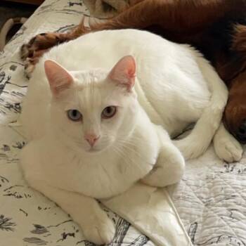 Domestic Short Hair Cats Available for Adoption - Bacon | PetCurious