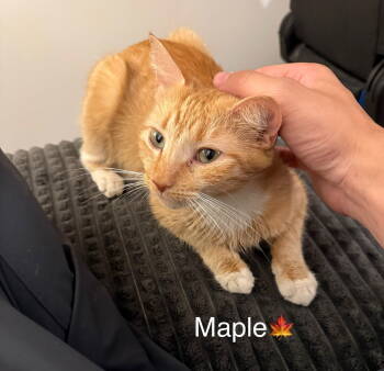 Rescue Domestic Short Hair Cats for Adoption in Herndon, Virginia - Melissa (aka Maple) | PetCurious