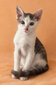 Dave -  Domestic Short Hair Cat for Adoption in Columbia, Tennessee - Dave | PetCurious
