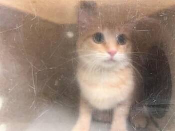 A554226 -  Domestic Short Hair Cat for Adoption in Moreno Valley, California - A554226 | PetCurious