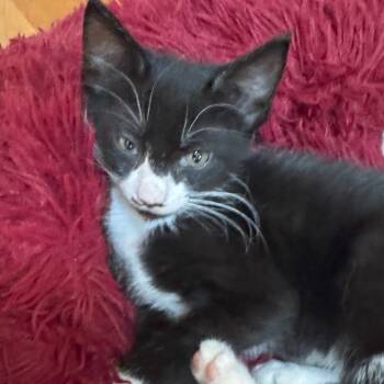 Rescue Domestic Short Hair Cats for Adoption in Abbeville, South Carolina - 1274 Pryss | PetCurious