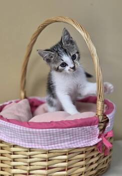 Rescue Domestic Short Hair Cats for Adoption in Park Rapids, Minnesota - Graphene | PetCurious