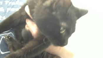 Rescue Domestic Short Hair Cats for Adoption - Jiji | PetCurious