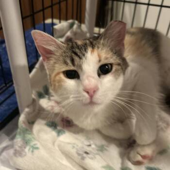 Domestic Short Hair Cats Available for Adoption in Rossville, Georgia - Mama Earth  | PetCurious