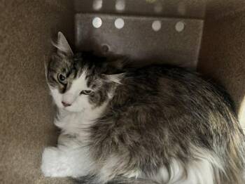 Domestic Long Hair Cats Available for Adoption in Pueblo, Colorado - COLLINS IN THE BARN | PetCurious