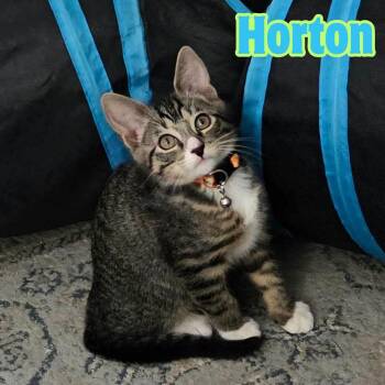 Horton -Adorable Tabby Boy- -  Domestic Short Hair Cat for Adoption in Riverview, Florida - Horton -Adorable Tabby Boy- | PetCurious