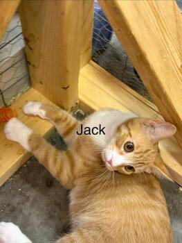 Jack -  Domestic Short Hair Cat for Adoption in Burnaby, British Columbia - Jack | PetCurious