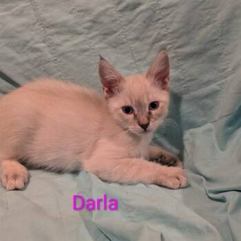 DARLA -  Domestic Medium Hair Cat for Adoption in Auburn, California - DARLA | PetCurious