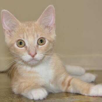 Domestic Short Hair Cats Available for Adoption in Los Angeles, California - Sunny | PetCurious