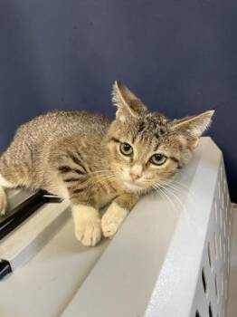 Jordan -  Domestic Short Hair Cat for Adoption in Houston, Texas - Jordan | PetCurious