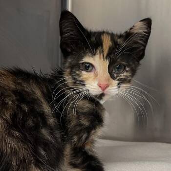 Cheetarah -  Domestic Short Hair Cat for Adoption in Nashville, Tennessee - Cheetarah | PetCurious