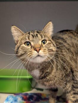 Domestic Short Hair Cats Available for Adoption - Eggroll | PetCurious